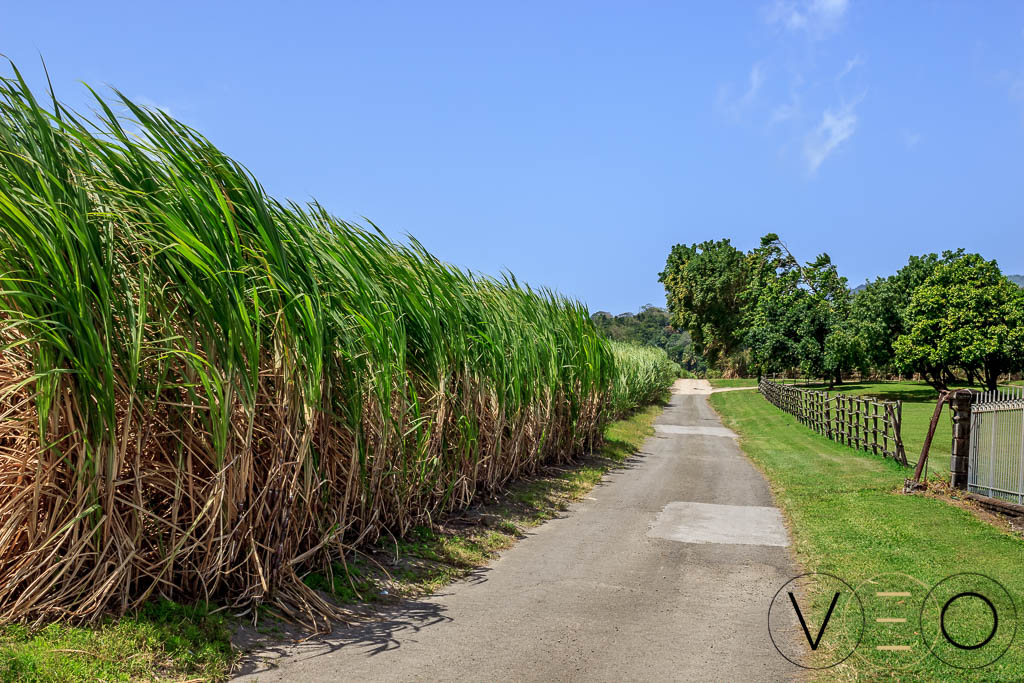 Champs de canne à sucre, distillerie Depaz en Martinique