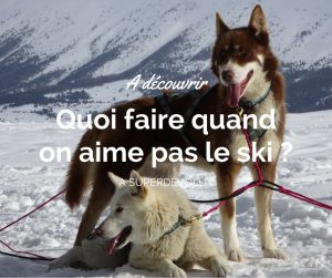 chien-de-traineau-superdevoluy