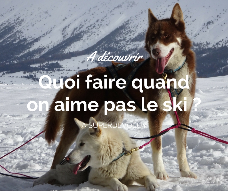 chien-de-traineau-superdevoluy