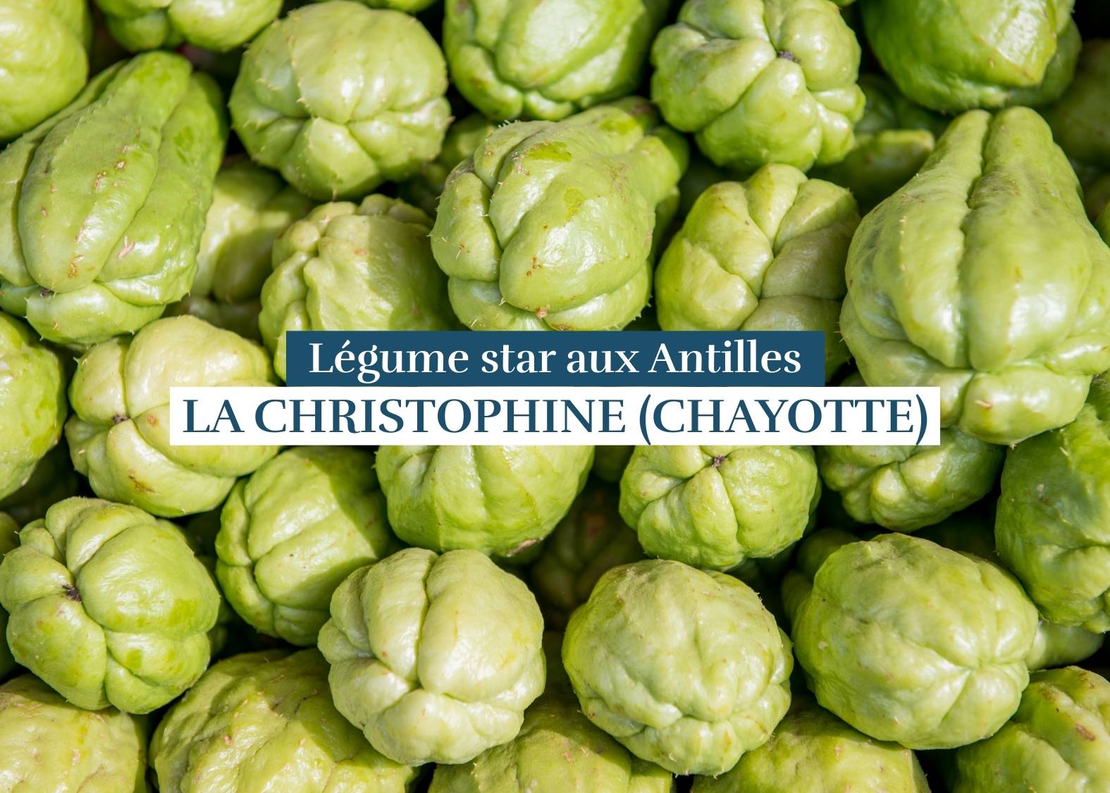 christophine : légume star de la cuisine créole