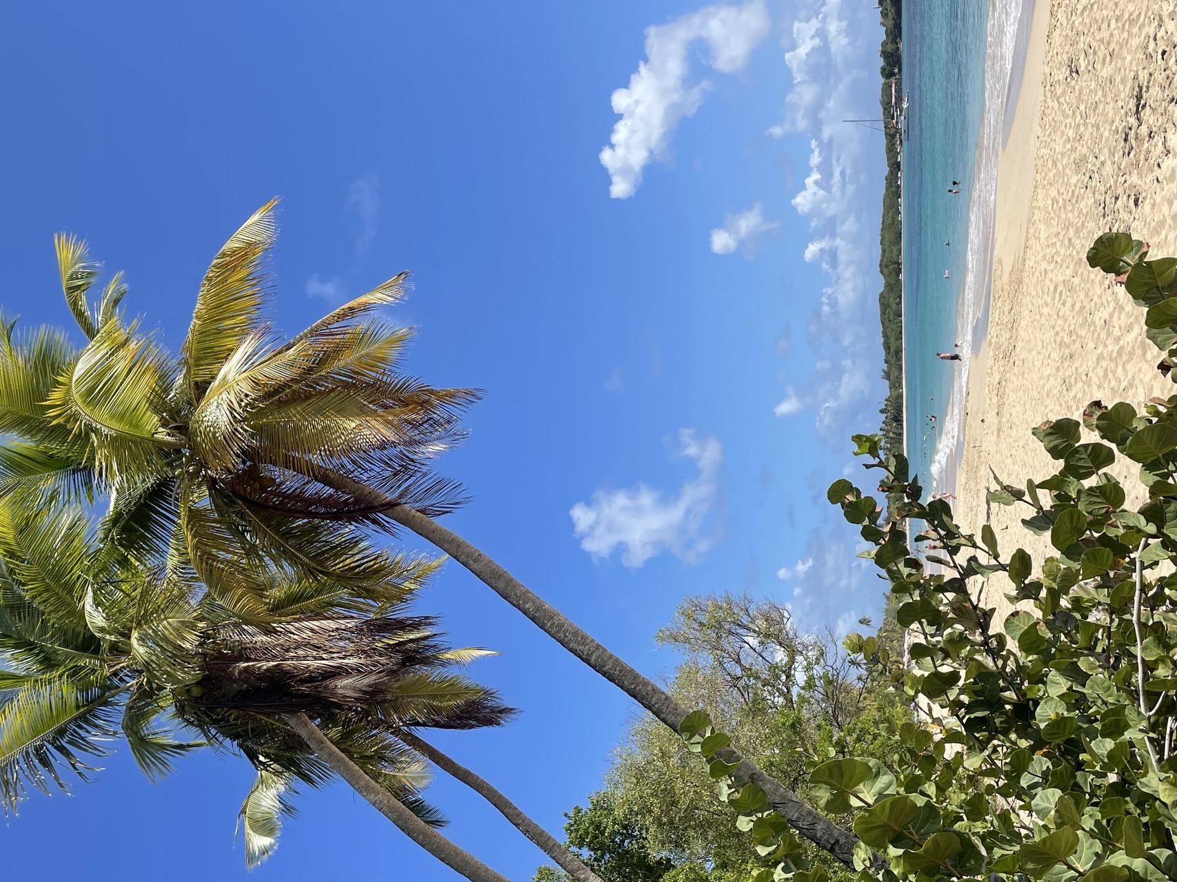 La plage des Salines à Sainte-Anne, Martinique