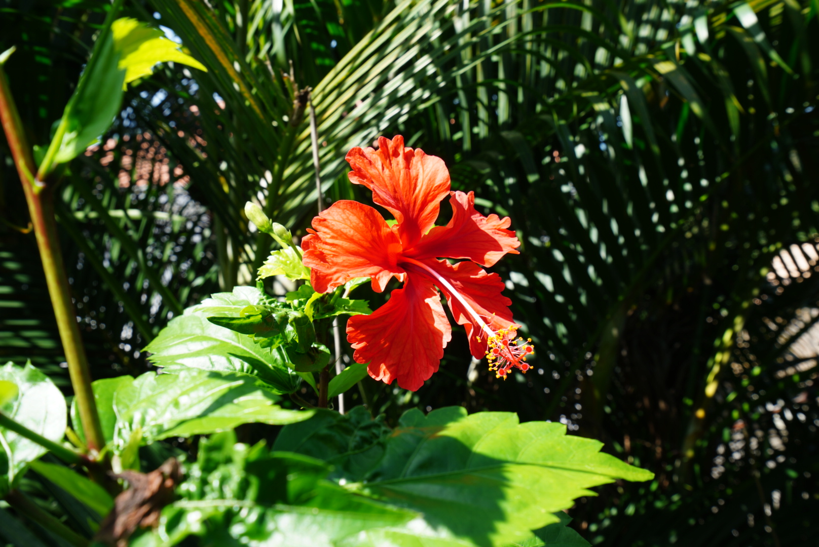 La Martinique, l’île aux fleurs, vue sur ses lieux incontournables et paysages emblématiques