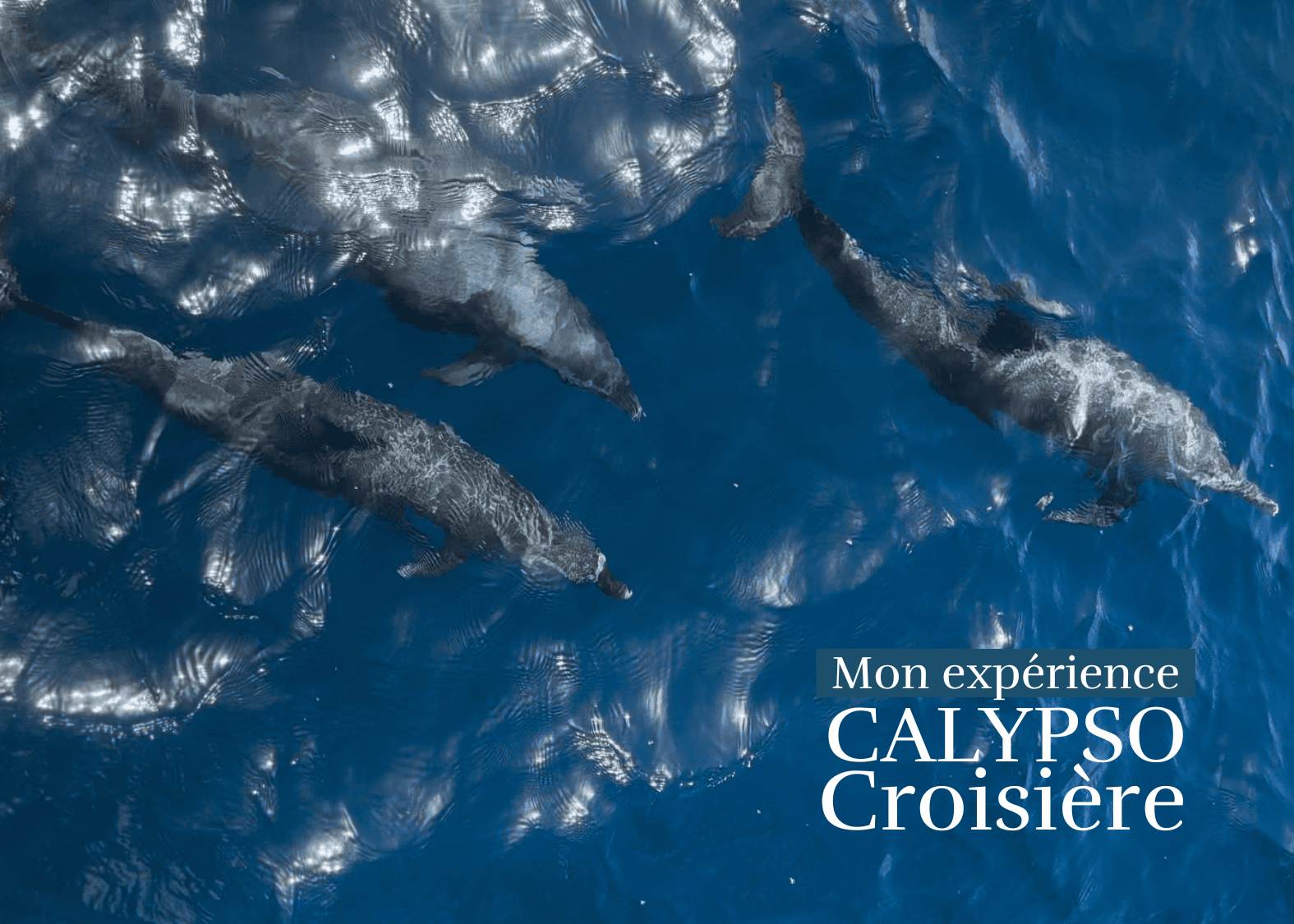 Calypso croisière : Excursion, dauphins, sunset, journée bateau, croisières dans les îles