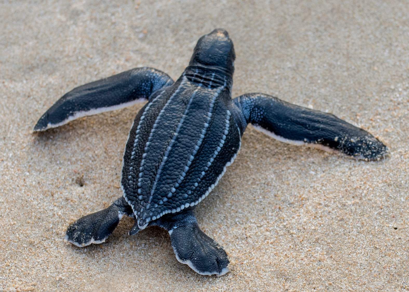 Où voir des tortues en Martinique
