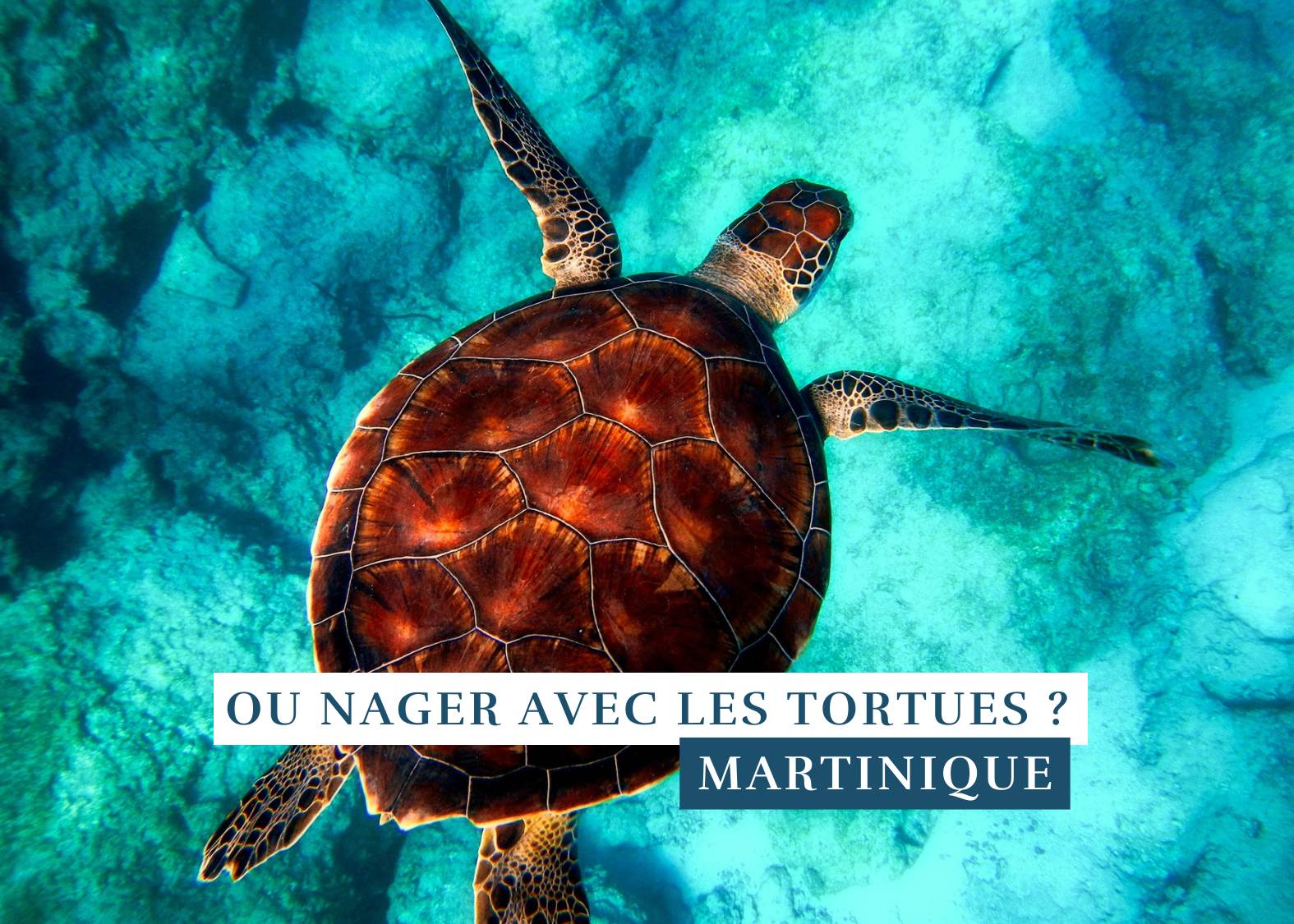 Où voir des tortues en Martinique ? la baie des Anses d'Arlet un véritable sanctuaire.