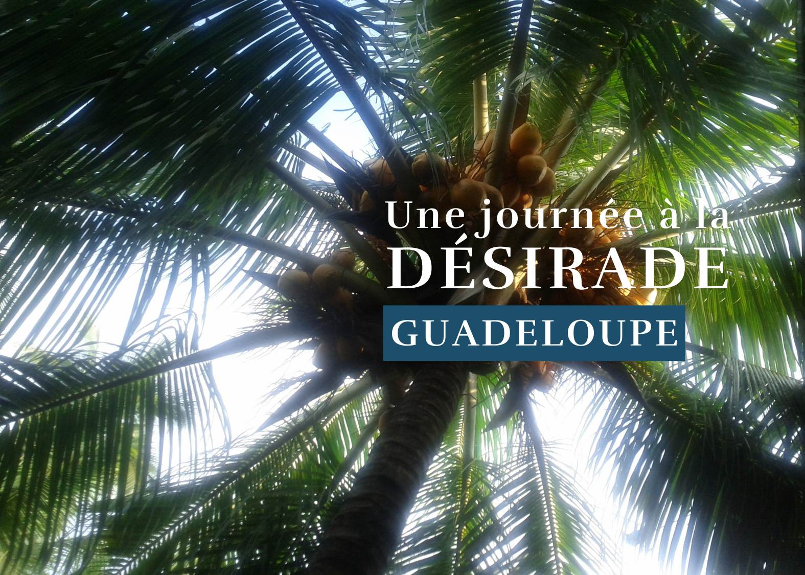 Découvrez les îles de la Guadeloupe : explorer la Désirade en une journée, suivez notre guide.