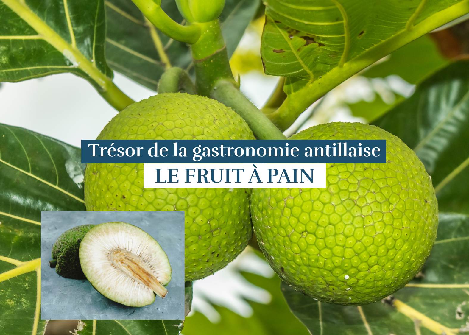 Le fruit à pain, accroché à son arbre.