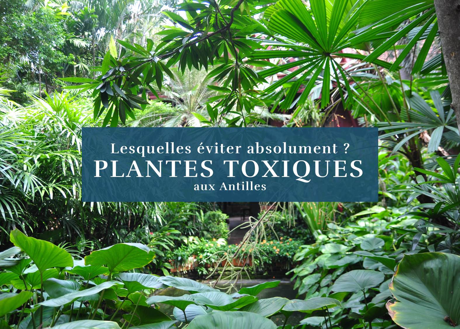 Plantes toxiques aux Antilles en Martinique ou Guadeloupe