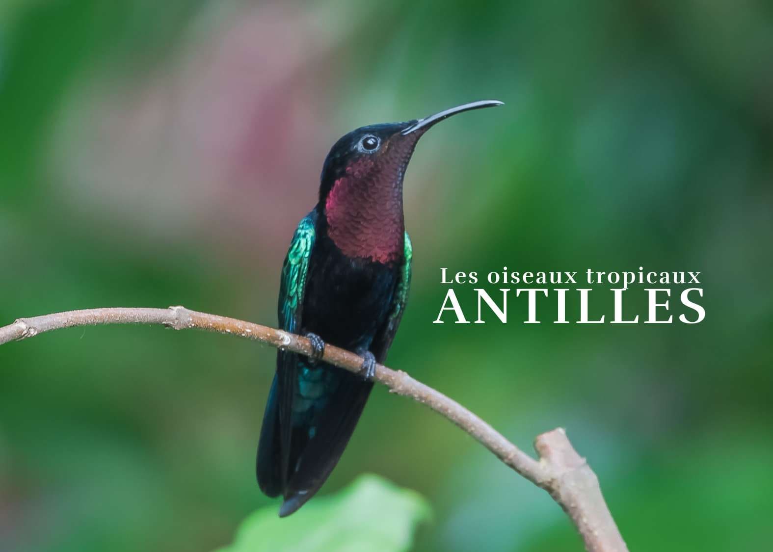Guide pratique pour observer les oiseaux tropicaux lors de votre séjour aux Antilles.