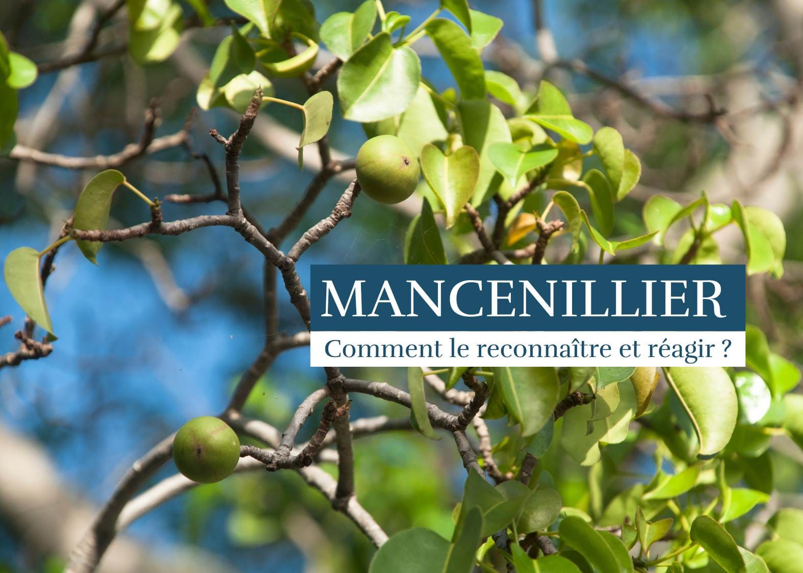 Mancenillier aux Antilles marqué d'un trait rouge sur une plage des Caraïbes