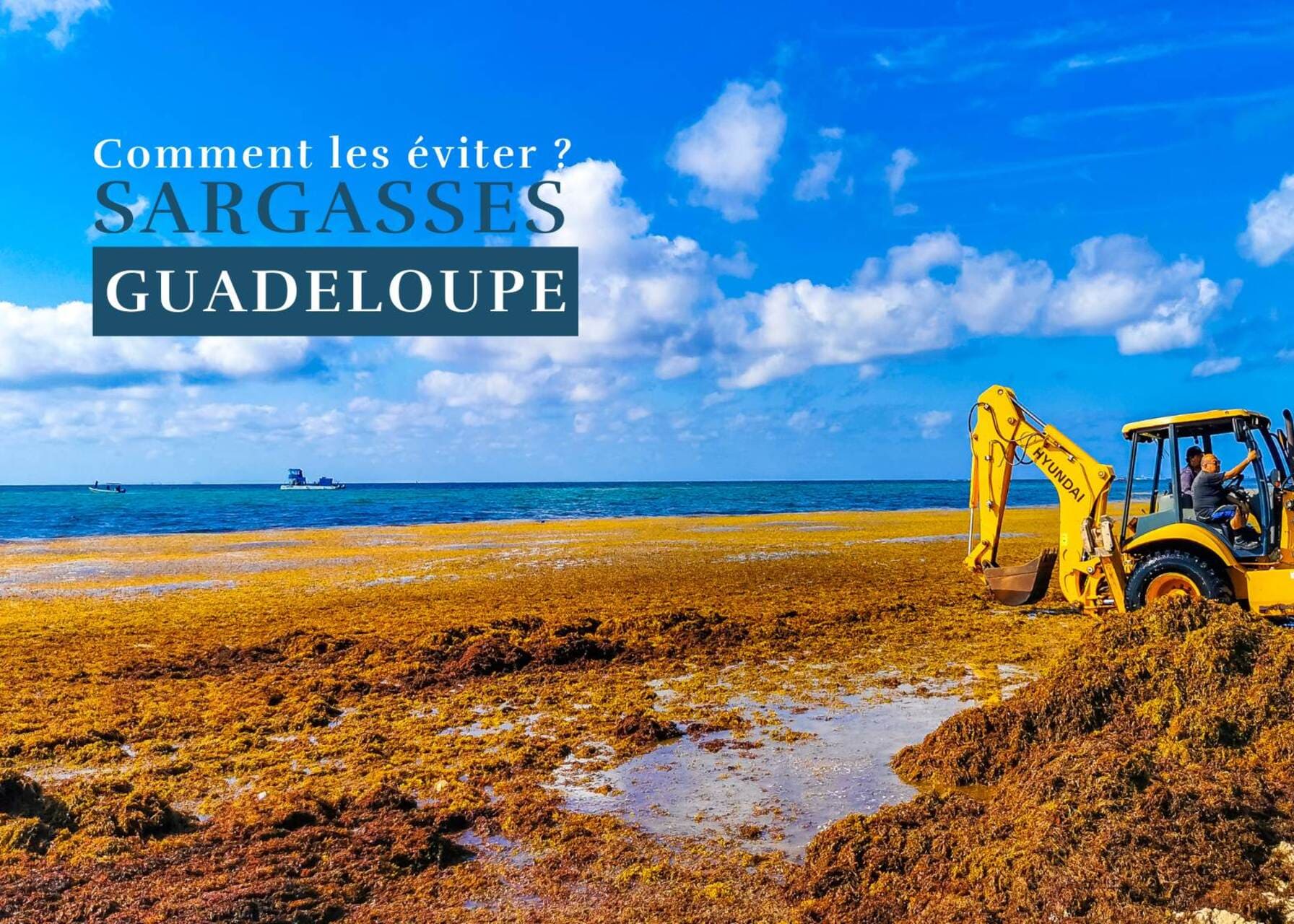 Plage paradisiaque et sargasses en Guadeloupe astuces pour les éviter