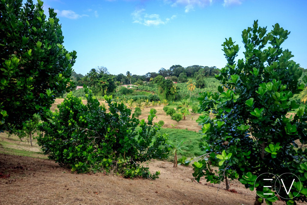 vegetaux-ducos-Martinique