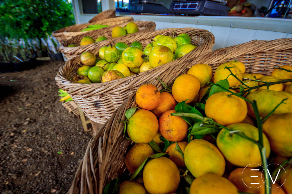 Le-monde-des-vegetaux-Martinique