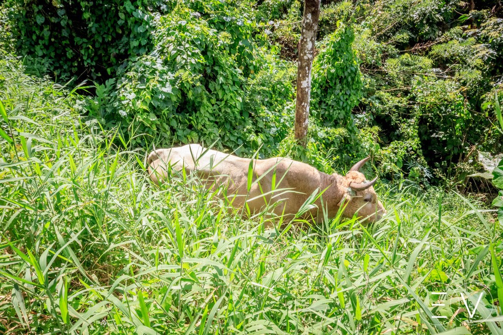 jardin-biologique-martinique