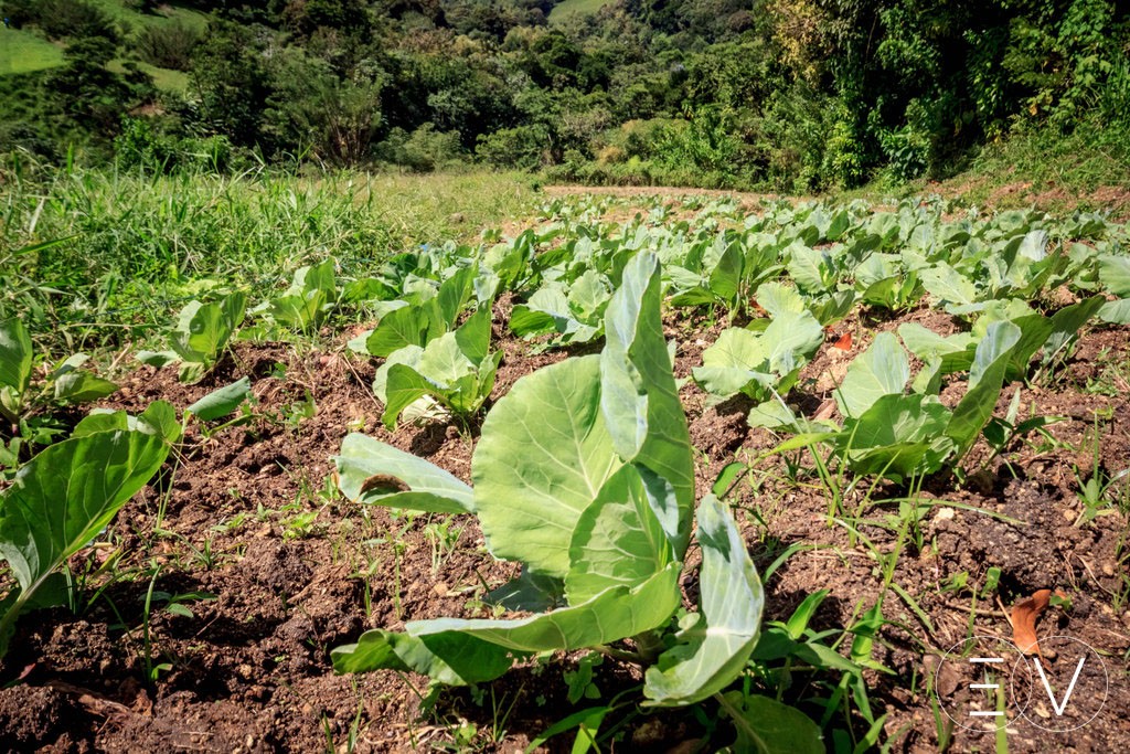agriculture-biologique-martinique