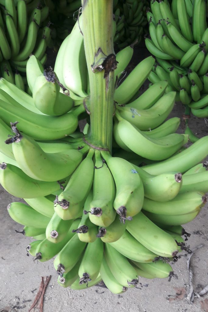 La plantation Grand café, culture de bananes