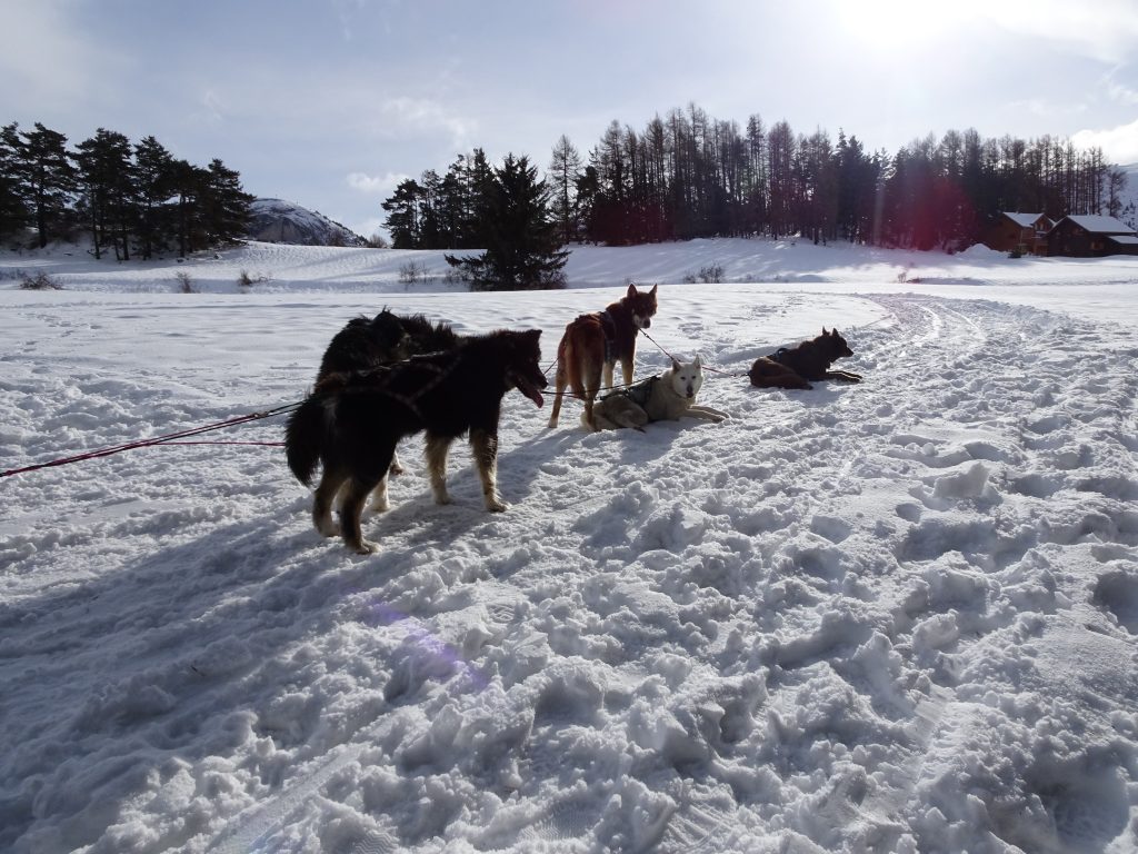chien-de-traineau-devoluy
