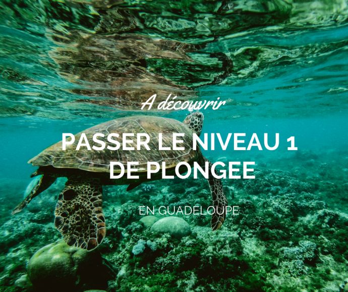 plongée réserve cousteau